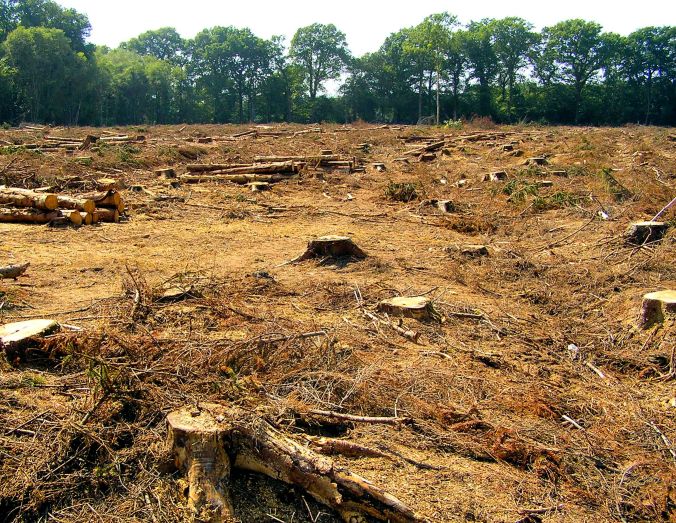 New Forest? https://witness.theguardian.com/assignment/54ef5905e4b09d0edf204a72/1410092