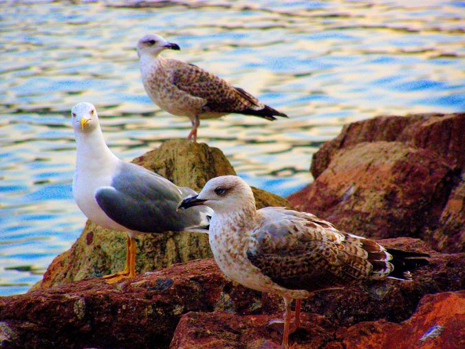 “Look out for photographers. We don’t want to be taken by surprise.” Possibly overconfident feathered friends in Mandelieu-La Napoule, France. https://witness.theguardian.com/assignment/554b7e75e4b0c7299d72c9ef/1519057