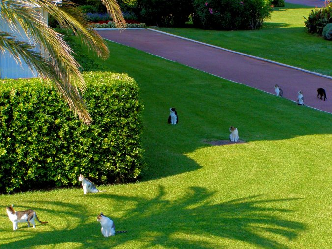 “I have to say I’m a little surprised. We seem to have lost a life.” It’s a cat’s life in Mandelieu-La Napoule, France where the tin roofs are very hot. https://witness.theguardian.com/assignment/554b7e75e4b0c7299d72c9ef/1519062