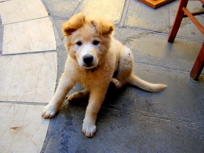 Corfu Town. It's a dog’s life in the shade, or is it? https://witness.theguardian.com/assignment/557aebafe4b0e706bc8bda9f/1568813 