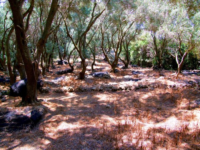 Moraitiki, Corfu. A walk in Corfu through the dappled shade of the woods above Moraitika during my search for some of its four million olive trees, some of which are five hundred years old. https://witness.theguardian.com/assignment/557aebafe4b0e706bc8bda9f/1568810 