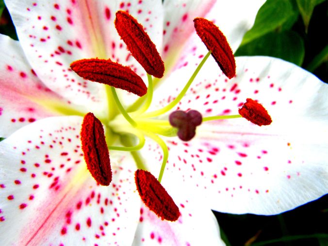 My Best Friend’s Garden. Come any closer and you’ll really make me blush! https://witness.theguardian.com/assignment/5582f63de4b02e174bb631aa/1582972