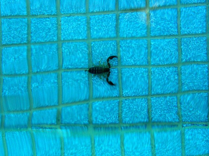 The Body In The Pool The Hôtel du Château “Cité Médiévale de Carcassonne”. Security was alerted and the body quickly removed. No more was heard of the incident and no one has asked questions. https://witness.theguardian.com/assignment/563240a2e4b097ba40e93a08/1785573